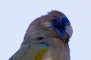 Blue Bonnet (Northiella haematogaster)